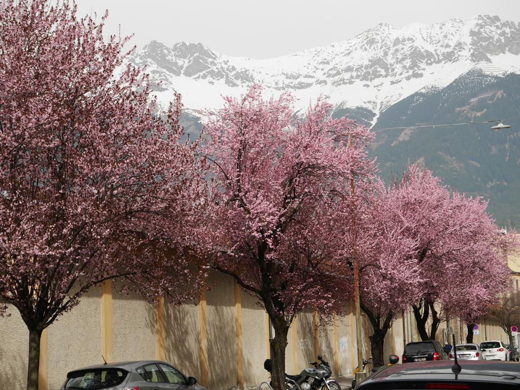 Riedz Apartments Innsbruck- Zentrales Apartmenthaus Mit Gruener Oase Esterno foto